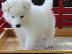 PoulaTo: Όμορφα υγιή Samoyed κουτάβια